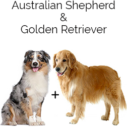 Australian Retriever Dog